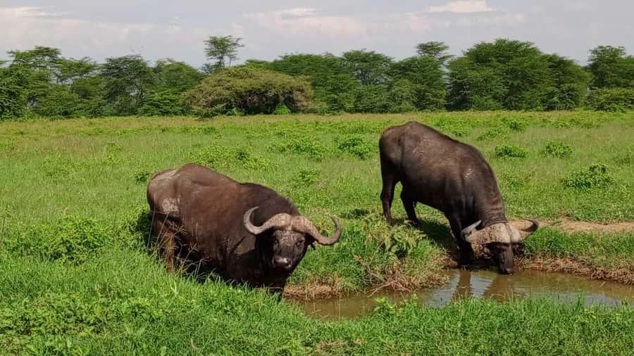 Nairobi National Park 5-hour Guided Game Drive Free Pick up - Pickup from Nairobi hotels and the ride to the gate