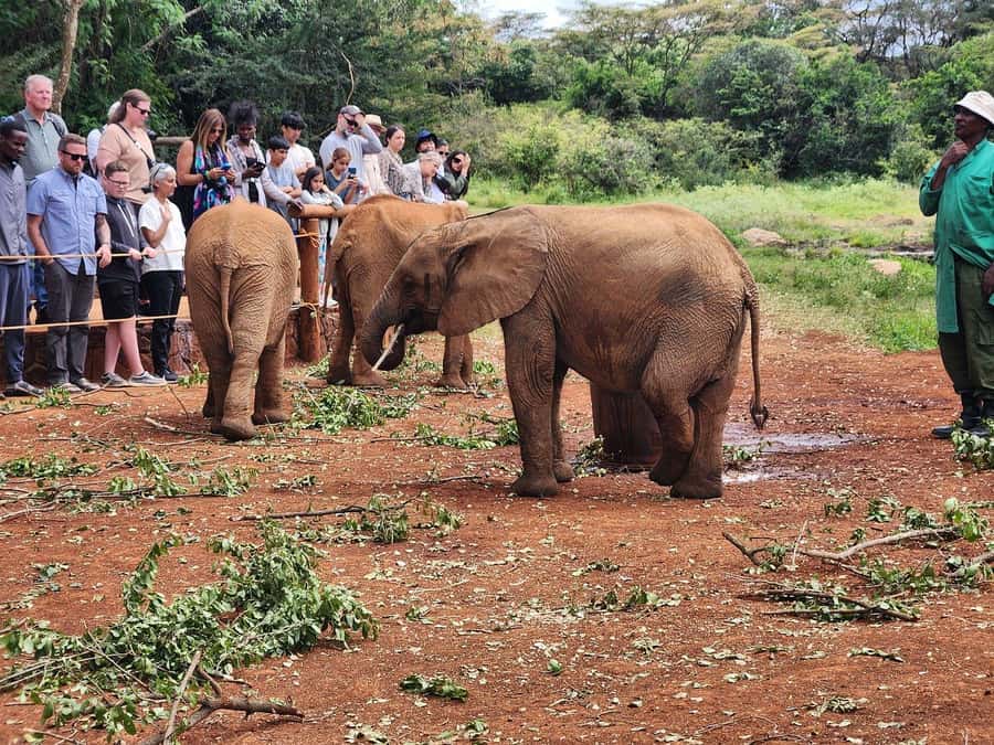 Nairobi National Park, Elephant Orphanage and Giraffe Centre - Key points to know before you book
