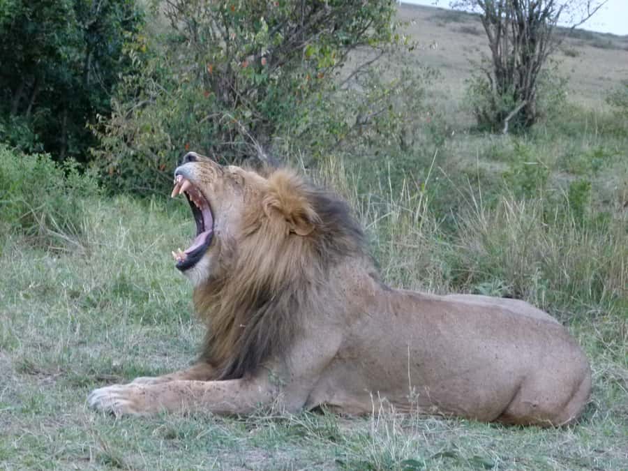Nairobi National Park, Elephant Orphanage and Giraffe Centre - Why Nairobi National Park is the right first safari