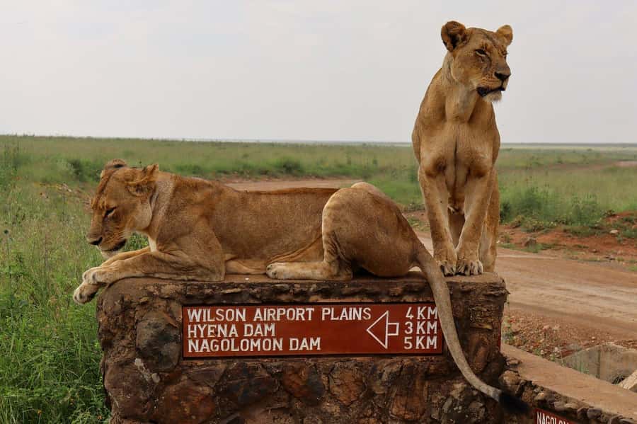 Nairobi National Park, Elephant Orphanage and Giraffe Centre - The Sheldrick Wildlife Trust elephant nursery
