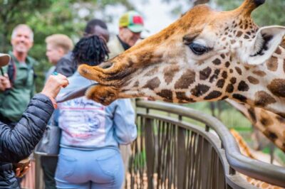 Nairobi National Park, Elephant Orphanage and Giraffe Centre