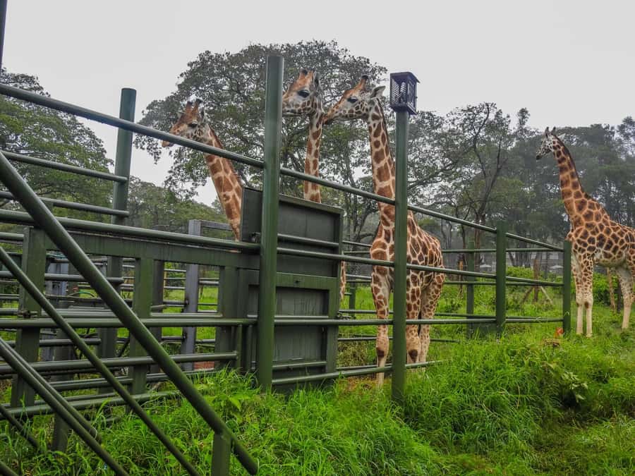 Nairobi National Park, Elephant Orphanage and Giraffe Centre - Kazuri Beads adds a useful local stop