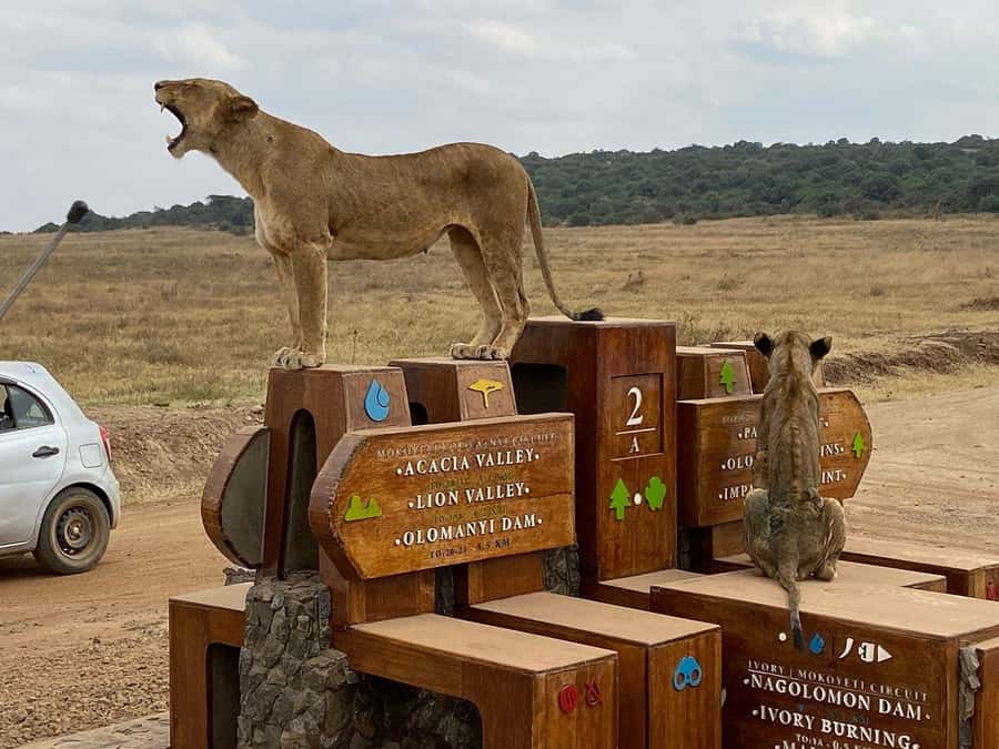Nairobi National Park, Elephant Orphanage and Giraffe Centre - Lunch and the final visit at the Giraffe Centre