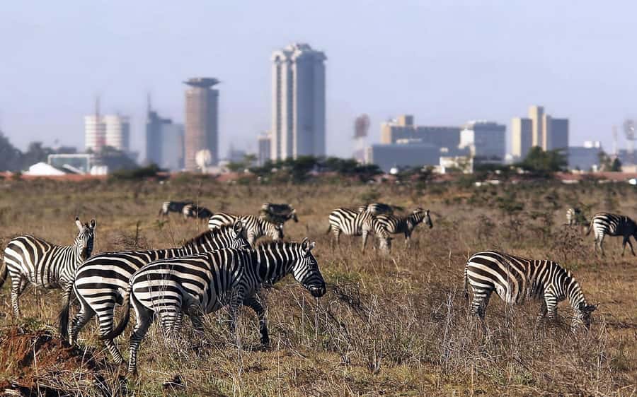 Nairobi National Park, Elephant Orphanage and Giraffe Centre - What the $40 price really buys you
