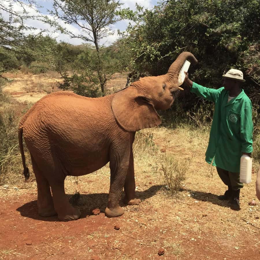 Nairobi National Park, Elephant Orphanage and Giraffe Centre - Timing, pickup, and the reality of a long day