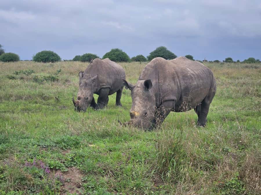 Nairobi: National Park, Elephant Orphanage & Giraffe Center - Should you book it?
