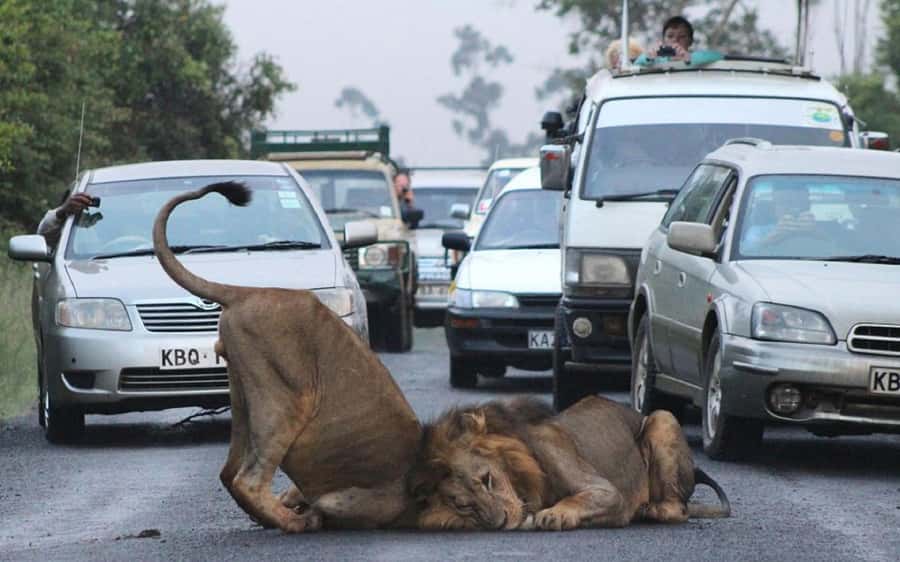 Nairobi: National Park, Elephant Orphanage & Giraffe Center - Why Nairobi National Park deserves first place
