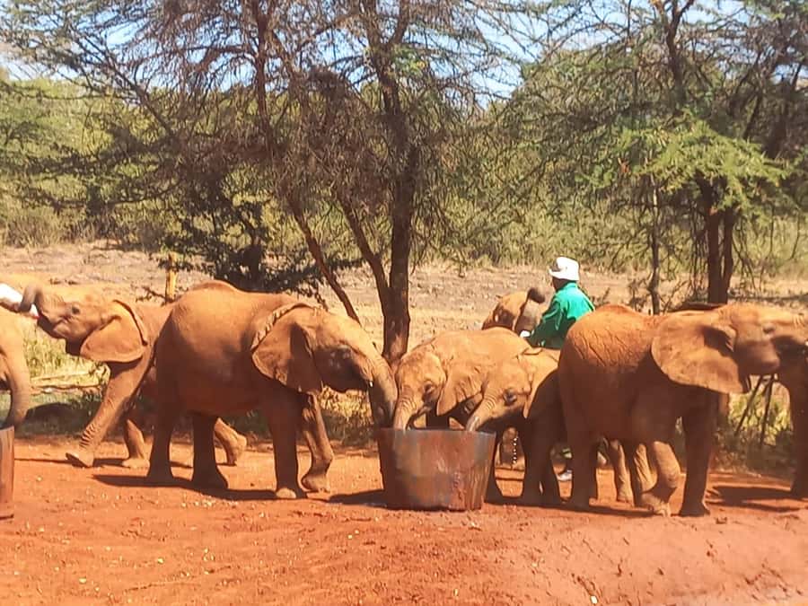 Nairobi: National Park, Elephant Orphanage & Giraffe Center - Feeding giraffes at the Giraffe Centre