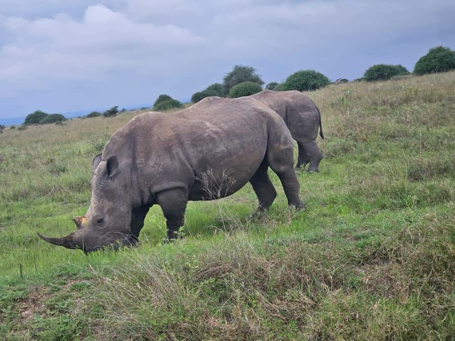 Nairobi: National Park, Elephant Orphanage & Giraffe Center - Kazuri Beads Factory, where the day turns practical