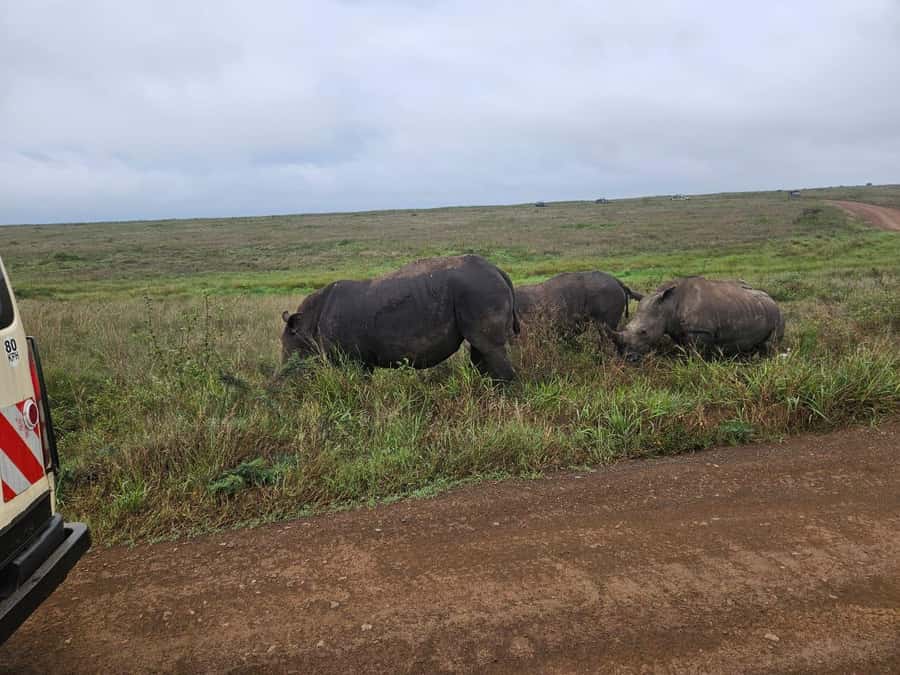Nairobi: National Park, Elephant Orphanage & Giraffe Center - Guides, group comfort, and the pace of the route