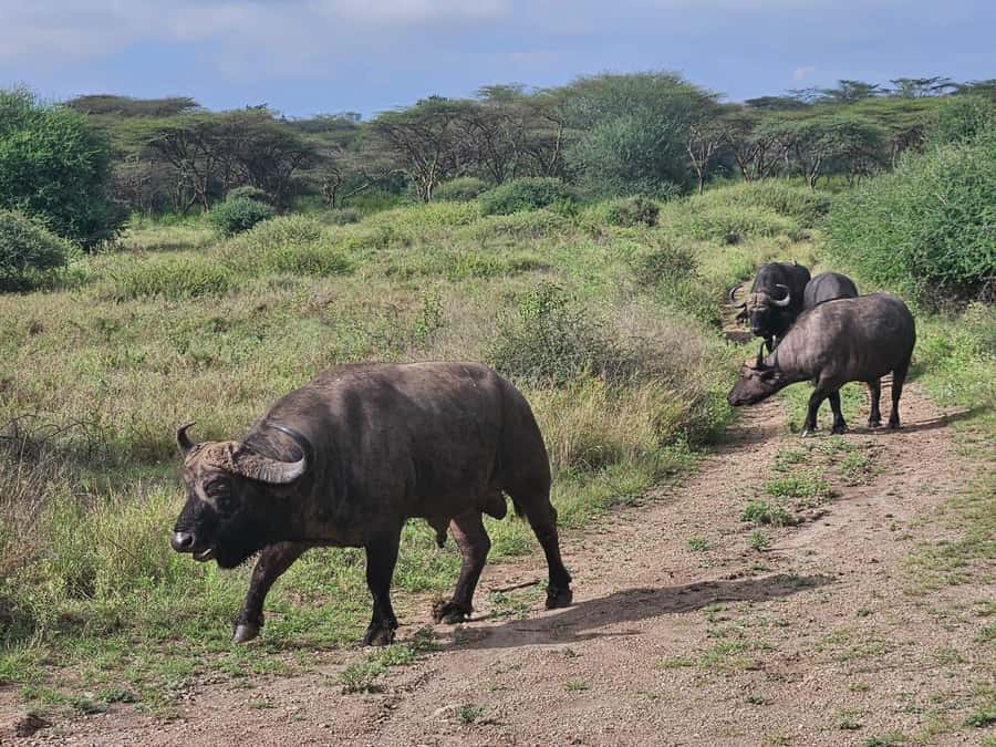 Nairobi: National Park, Elephant Orphanage & Giraffe Center - Who should book this Nairobi wildlife day