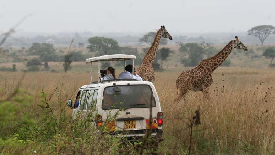 Nairobi: National Park, Elephant Orphanage & Giraffe Center - The David Sheldrick Wildlife Trust and its orphaned elephants