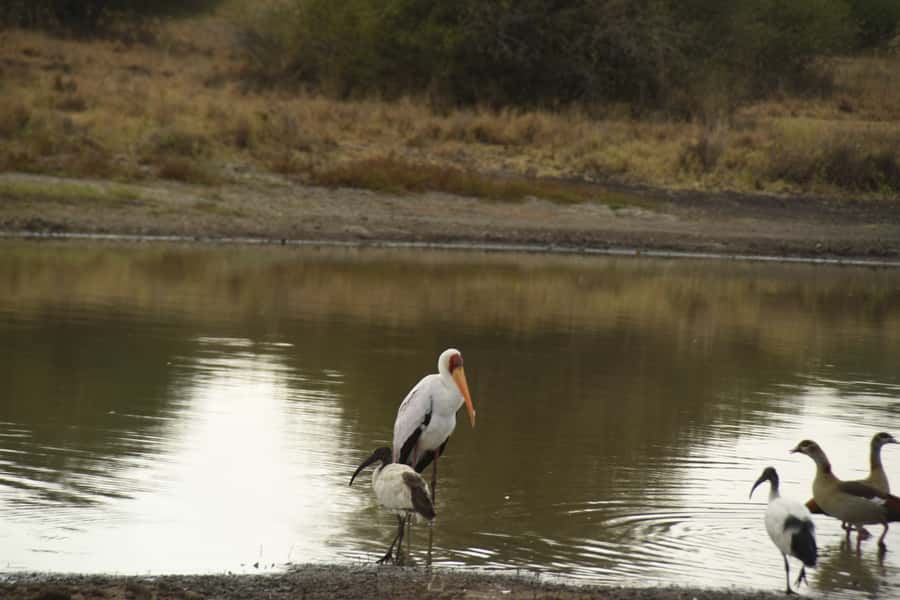 Nairobi National Park Full or Half-Day Tour with Guide - Who should choose this safari