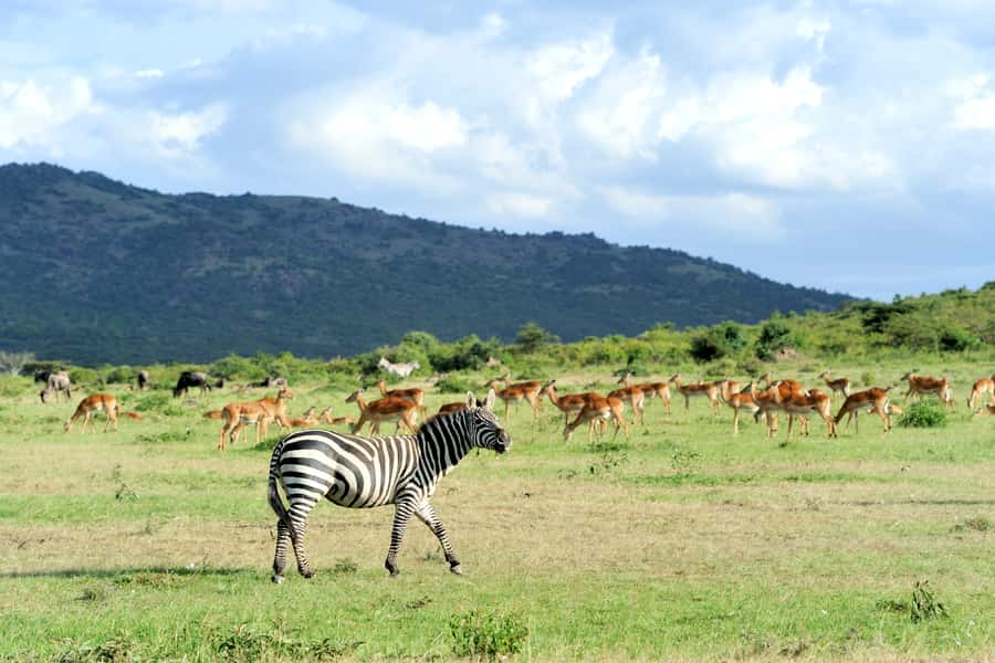 Nairobi National Park Full or Half-Day Tour with Guide - A safari park beside the capital
