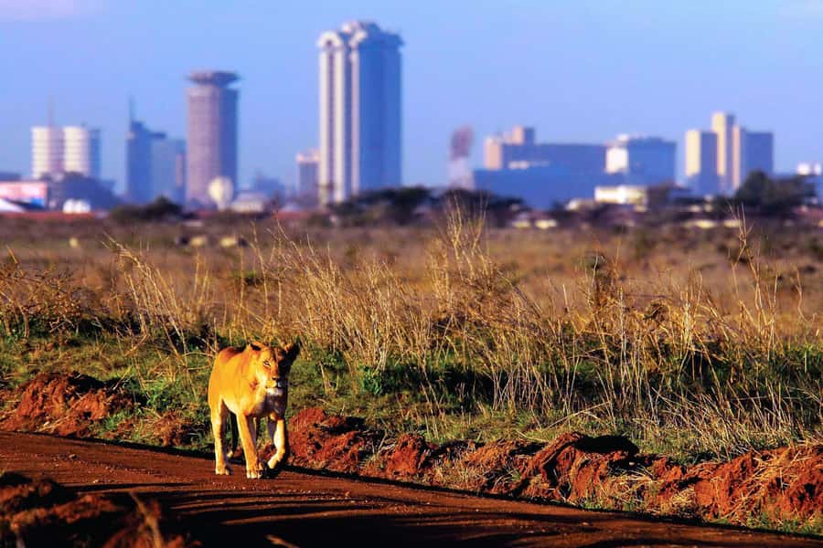 Nairobi National Park Full or Half-Day Tour with Guide - Ivory burning site and hippo pools