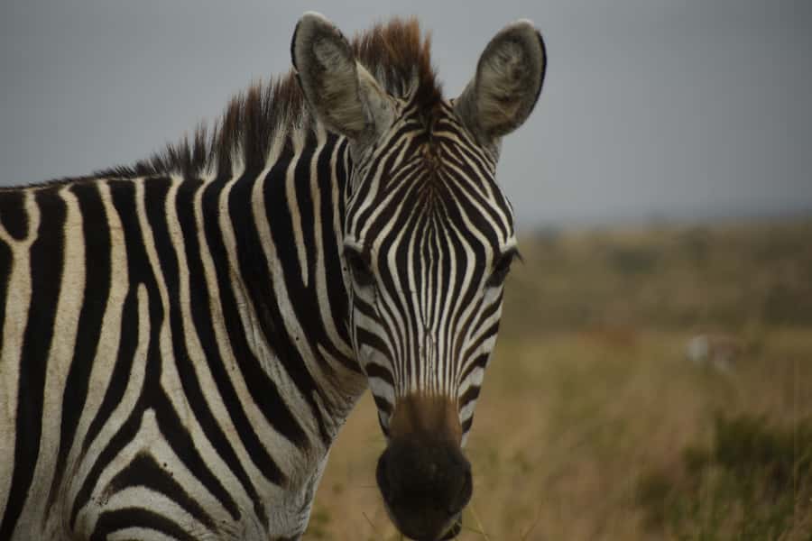 Nairobi National Park Full or Half-Day Tour with Guide - The afternoon safari with dinner and dancing