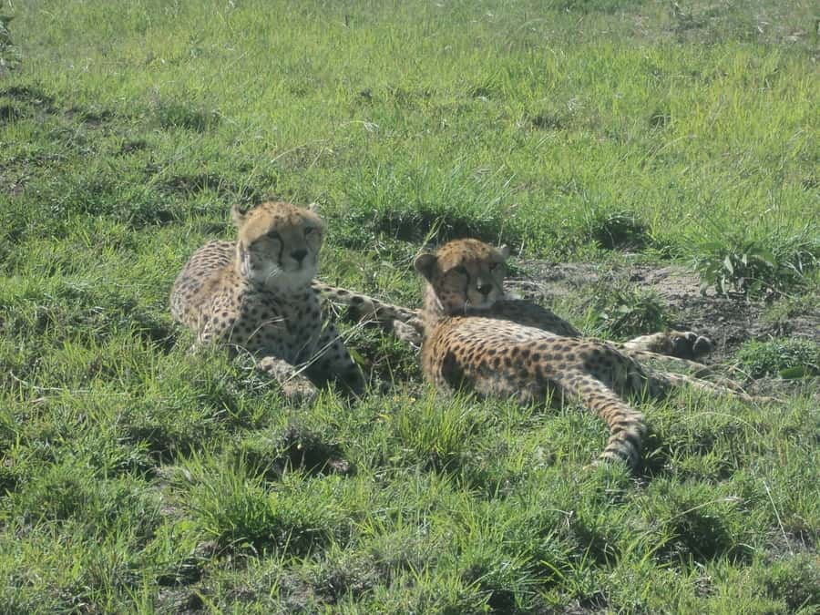 Nairobi National Park Full or Half-Day Tour with Guide - The 6 AM start is worth the alarm