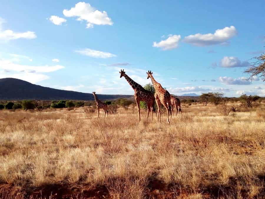 Nairobi National Park Half-Day Game Drive - The city skyline is part of the experience