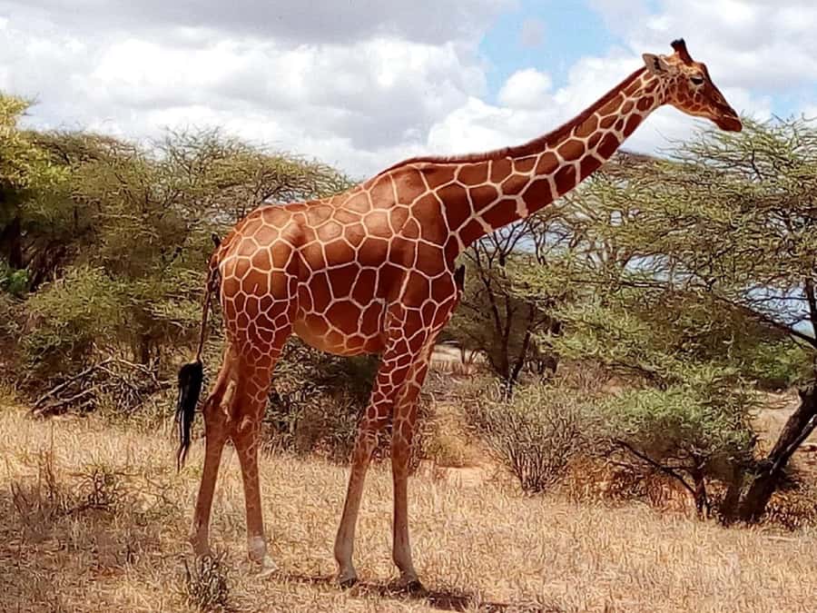 Nairobi National Park Half-Day Game Drive - Coffee, crafts, and Maasai Market Collections Karen