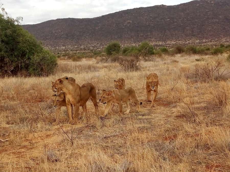 Nairobi National Park Half-Day Game Drive - Who should choose the morning or afternoon drive?