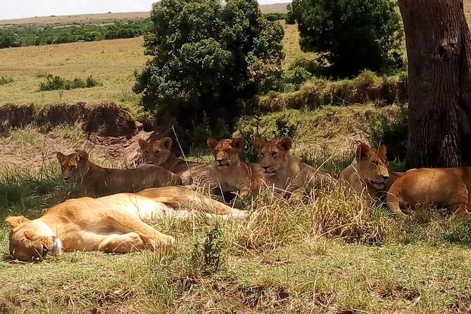 Nairobi National Park Half-Day Tour; Free Wi-Fi connection - What the $45.80 price really covers