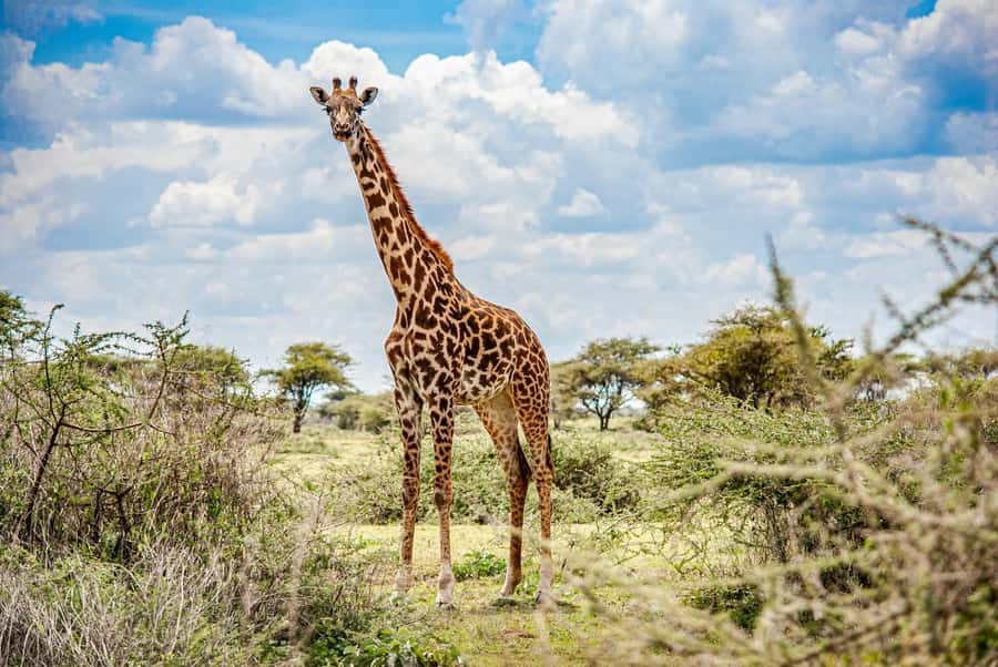 Nairobi: National Park & Optional Elephants & Giraffe Center - Key points to know before booking