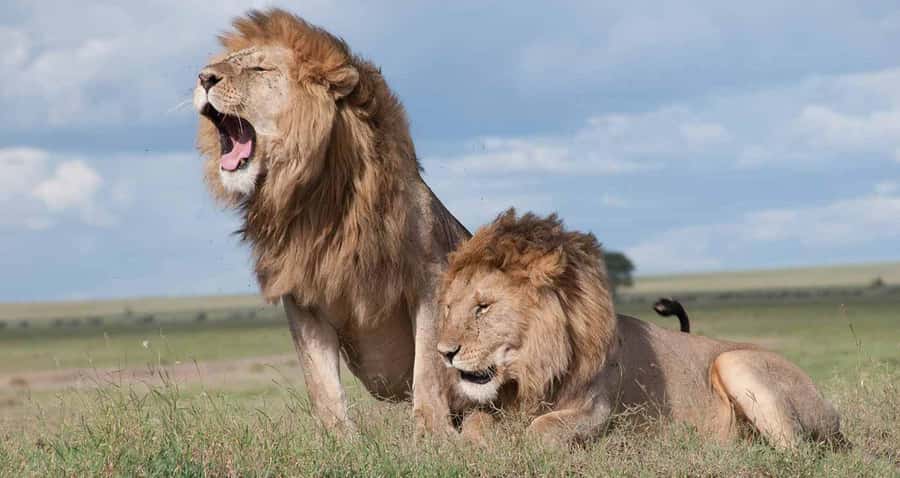 Nairobi: National Park & Optional Elephants & Giraffe Center - Why this Nairobi safari works so well