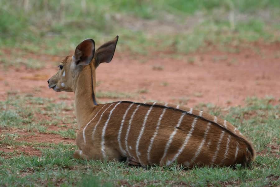 Nairobi: National Park & Optional Elephants & Giraffe Center - Four hours among Nairobi’s lions and rhinos