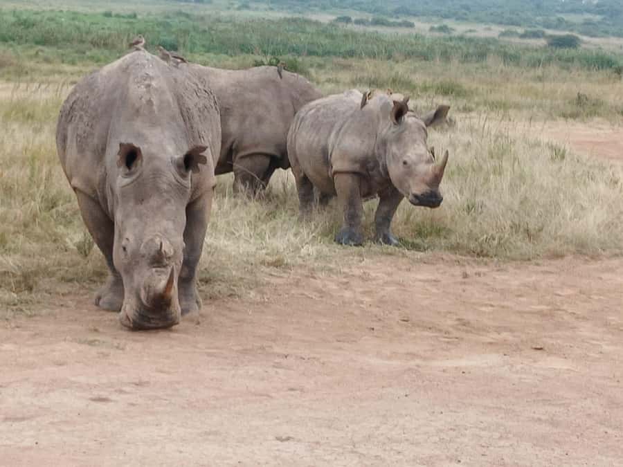 Nairobi: National Park & Optional Elephants & Giraffe Center - The Sheldrick elephant orphanage