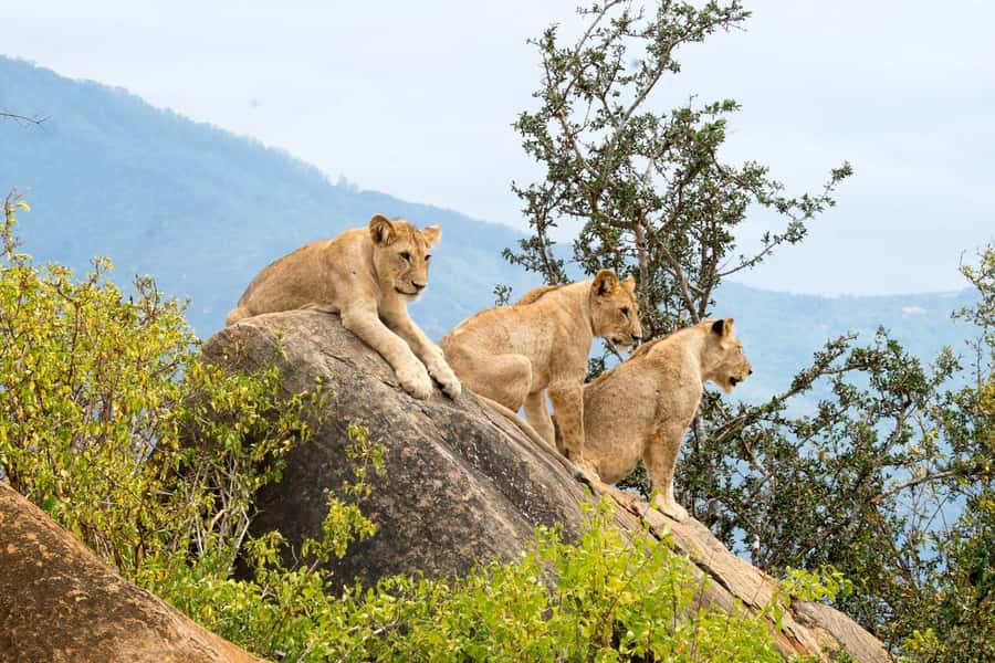 Nairobi: National Park & Optional Elephants & Giraffe Center - Kobe Beads Factory and the handmade side of Nairobi