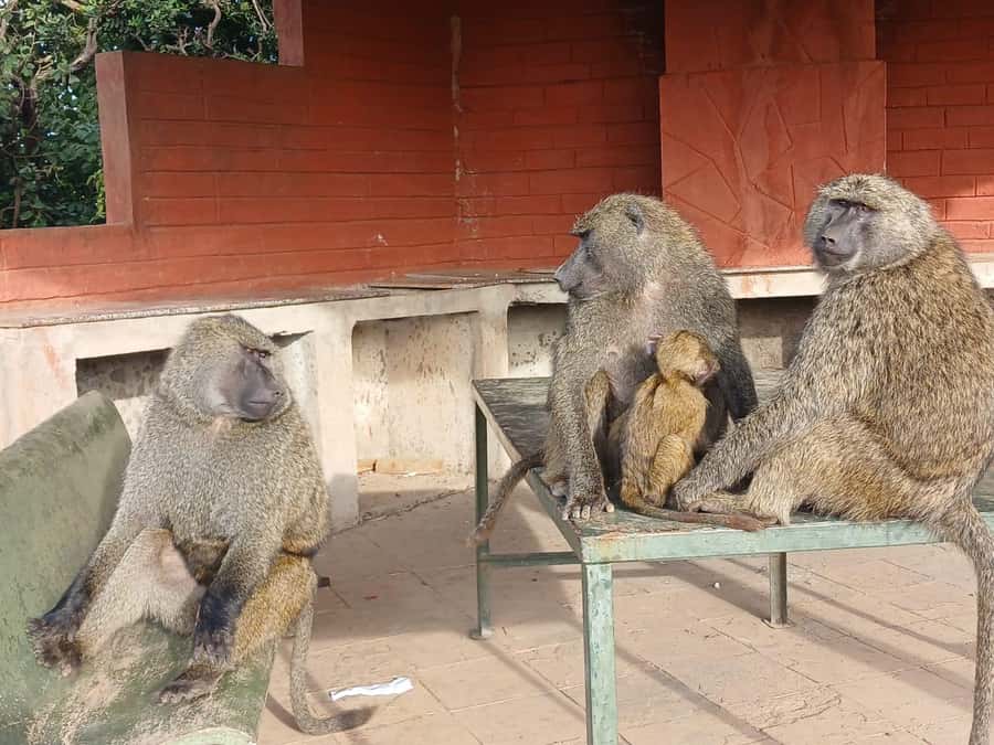 Nairobi: National Park & Optional Elephants & Giraffe Center - What the $80 price really covers