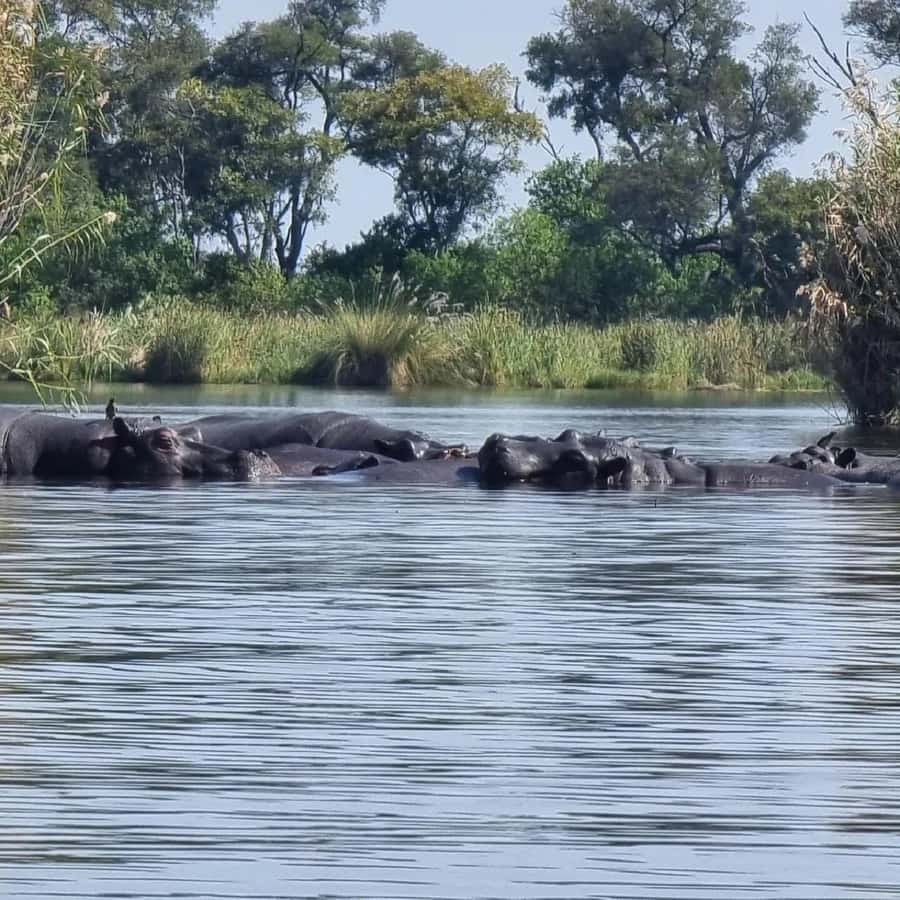 Okavango Delta: Full-Day Mokoro/Canoe Tour All-Inclusive - What This Okavango Day Trip Is Really About
