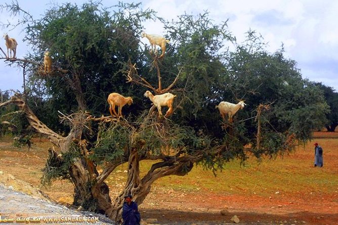 Paradise valley excursion - Who will enjoy this excursion most?