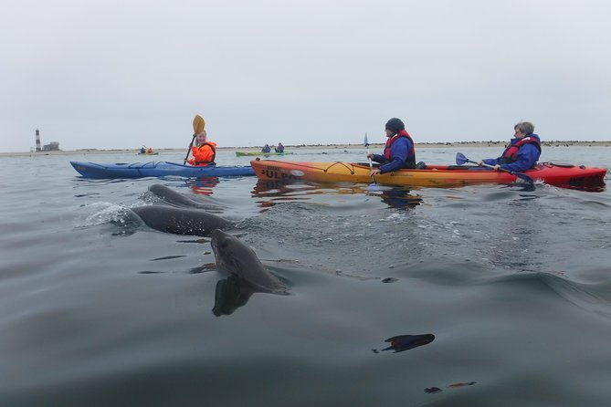 Pelican Point Kayaking Half-Day Tour - Kayaking beside the seal colony