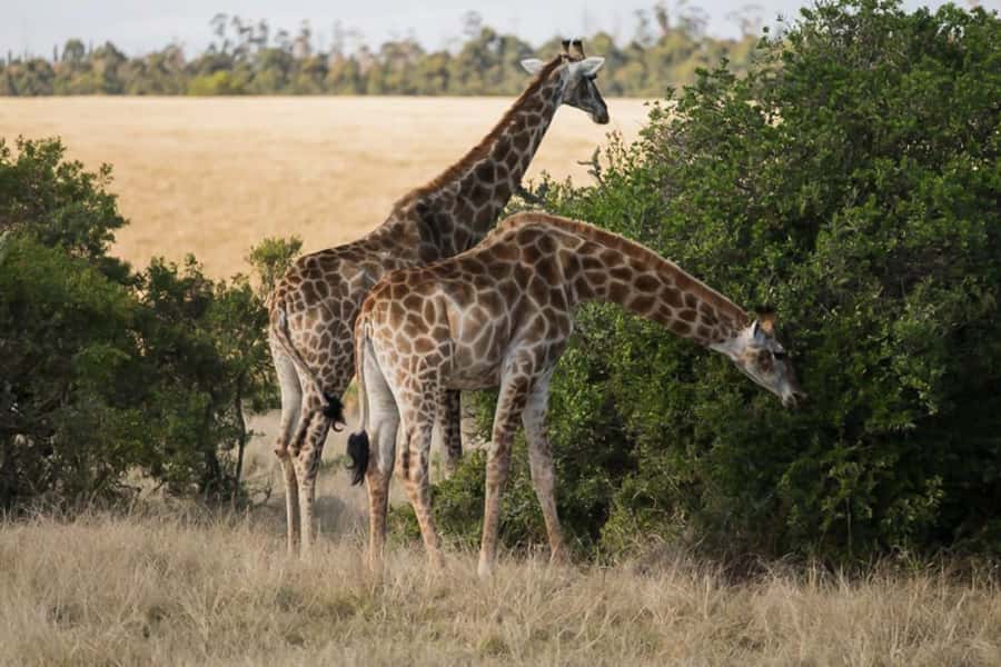 Plettenberg Bay Game Reserve: 2-Hour Game Drive - Key points to know before booking