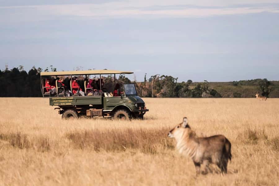 Plettenberg Bay Game Reserve: 2-Hour Game Drive - A two-hour safari near Plettenberg Bay