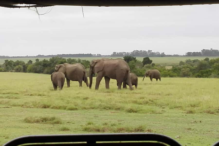 Plettenberg Bay Game Reserve: 2-Hour Game Drive - Why the ranger makes the difference