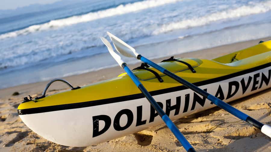 Plettenberg Bay: Guided Sea Kayak Tour - The marine life you might see