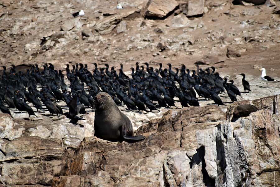Plettenberg Bay: Seal Colony Viewing Excursion - Why this seal trip is worth your time