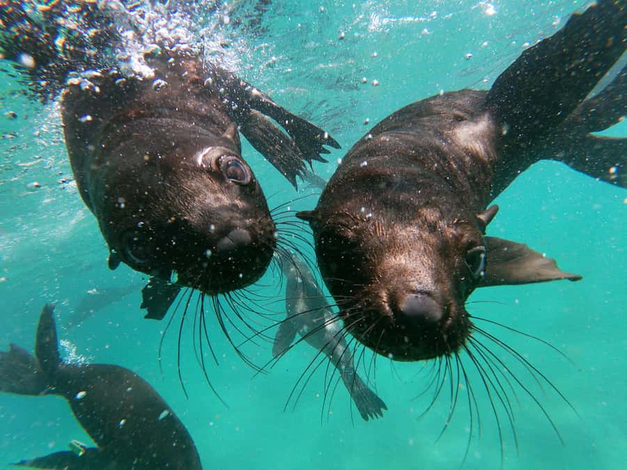 Plettenberg Bay: Seal Colony Viewing Excursion - Riding the Robberg Express through the surf