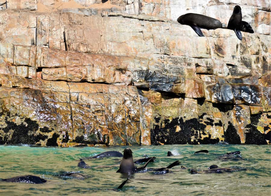 Plettenberg Bay: Seal Colony Viewing Excursion - Watching the colony at Robberg