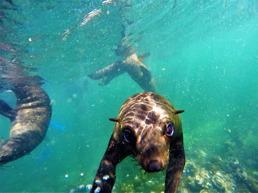 Plettenberg Bay: Seal Colony Viewing Excursion - Who will enjoy this most?