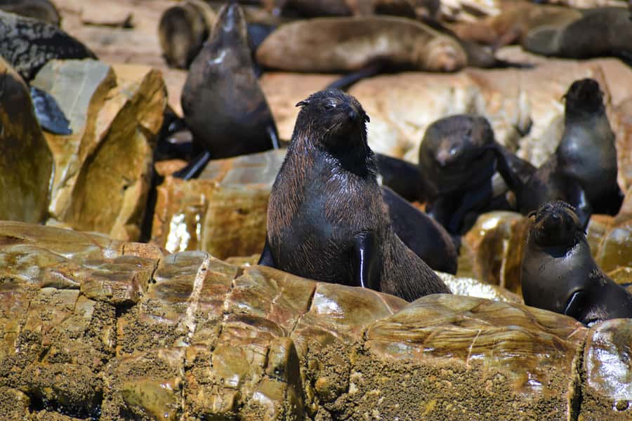 Plettenberg Bay: Seal Colony Viewing Excursion - Practical tips for a better outing