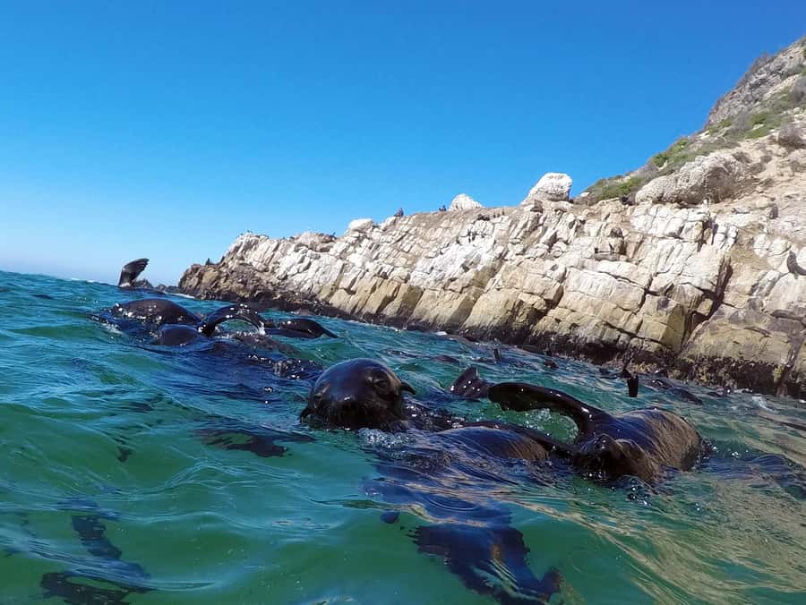 Plettenberg Bay: Seal Colony Viewing Excursion - Meeting at Central Beach