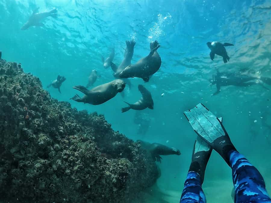Plettenberg Bay: Swim with Seals - The Robberg Express Beach Launch