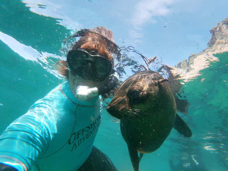 Plettenberg Bay: Swim with Seals - What Makes the Animal Encounter Feel Ethical