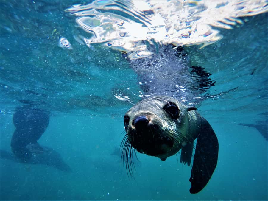 Plettenberg Bay: Swim with Seals - Photos, Videos, and the $61 Price