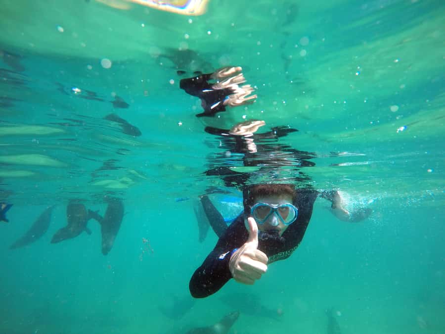Plettenberg Bay: Swim with Seals - Cold Water, Rough Rides, and Other Realities