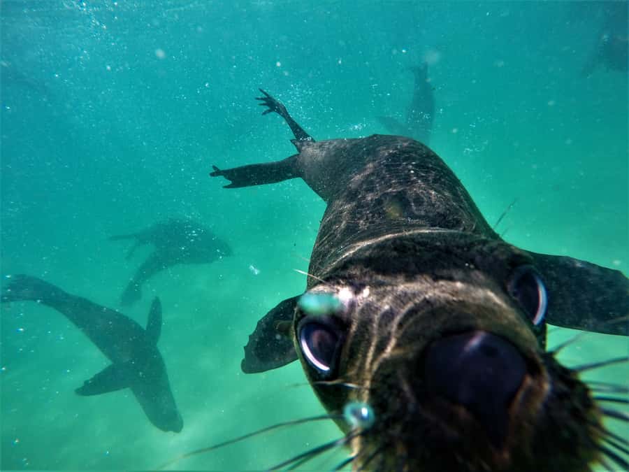 Plettenberg Bay: Swim with Seals - Who Will Enjoy This Most