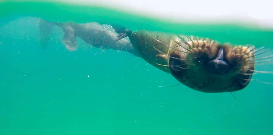 Plettenberg Bay: Swim with Seals - Should You Book the Plettenberg Bay Seal Swim?